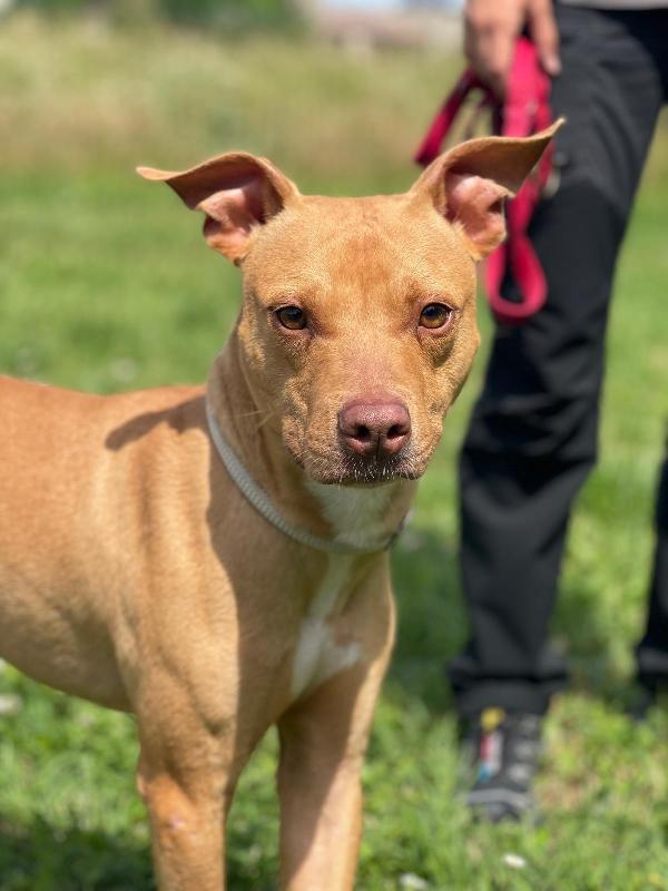 CARLETTO BELLISSIMO PIT Foto 8